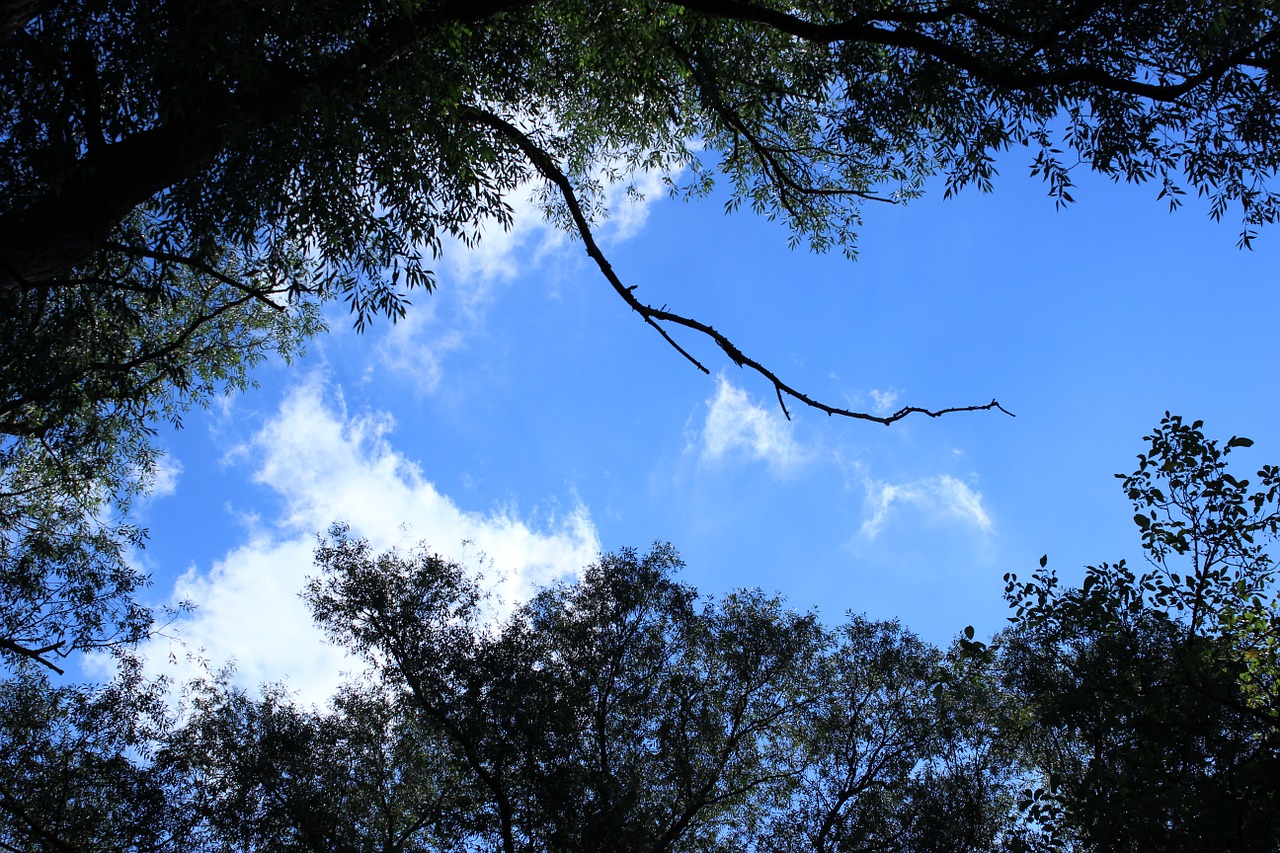 forest trees sky free photo