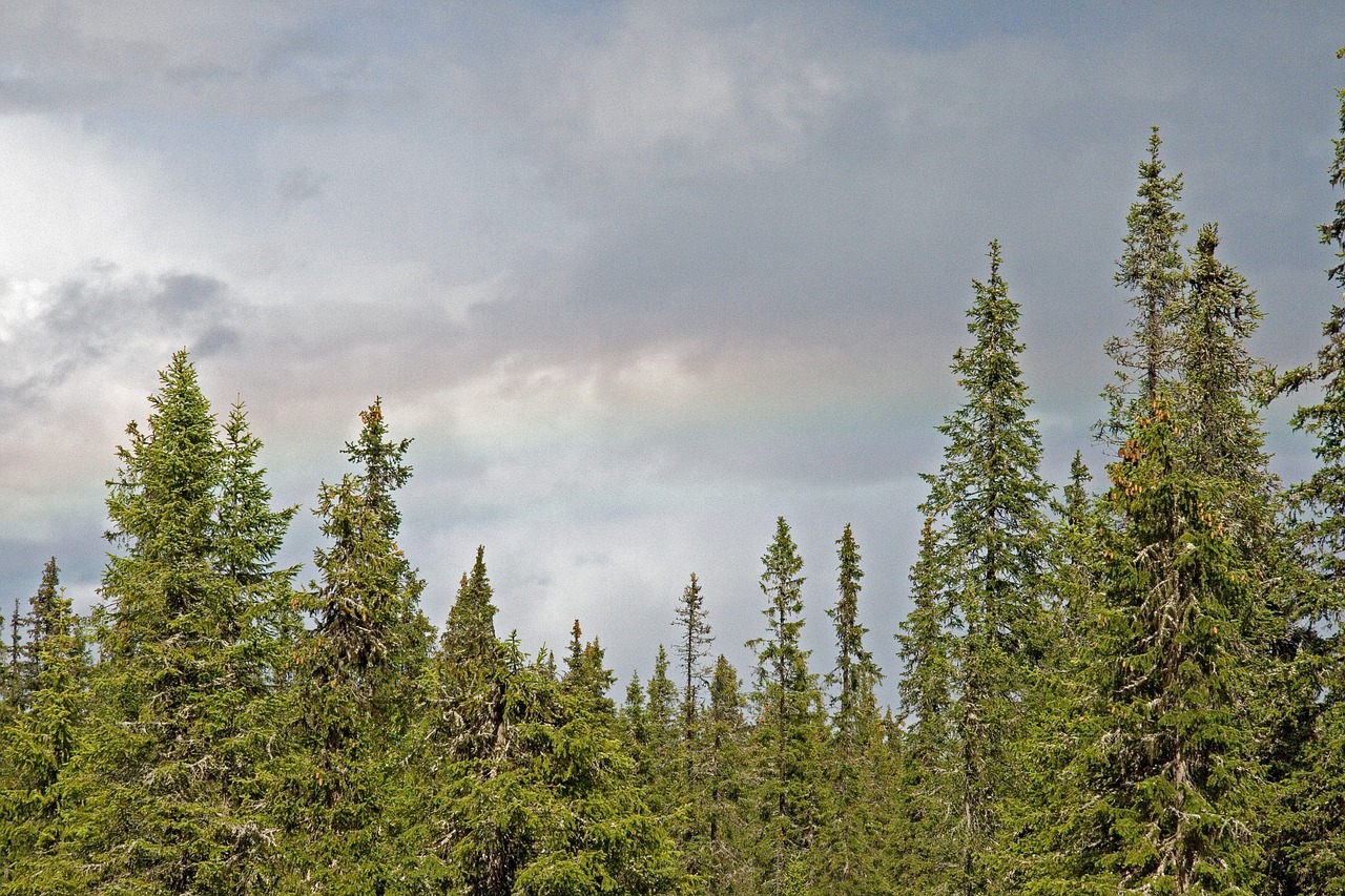 forest clouds summer free photo