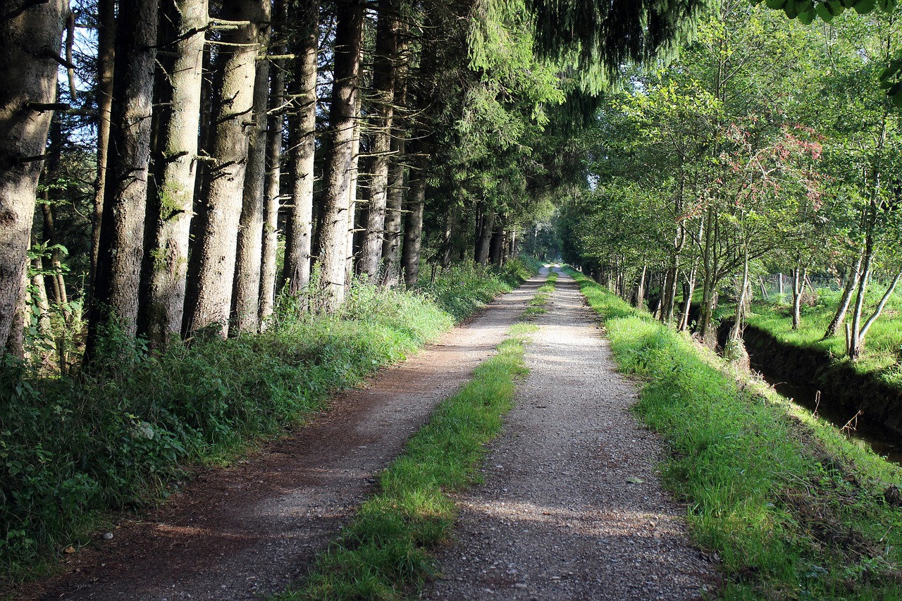 forest away forest path free photo