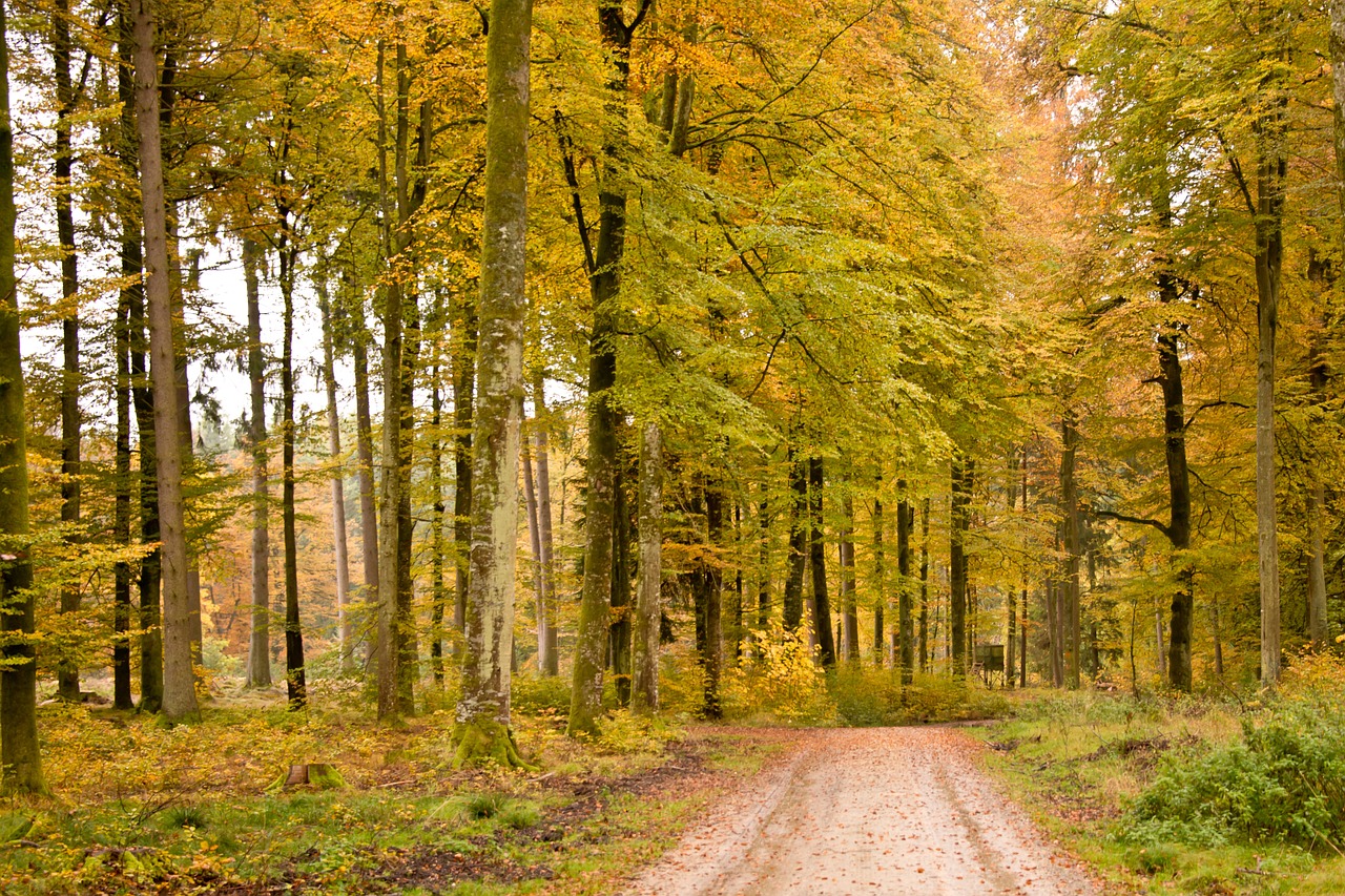 forest autumn golden autumn free photo