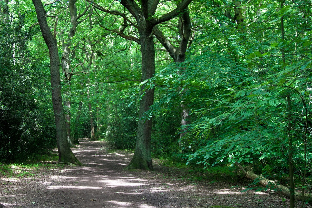 forest woodland path free photo