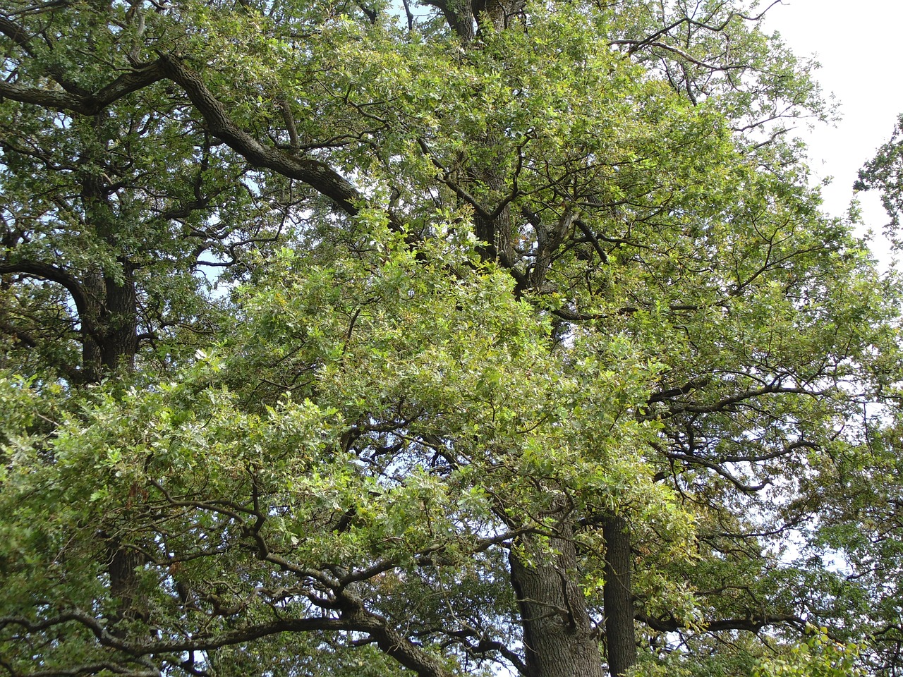 forest oak nature free photo