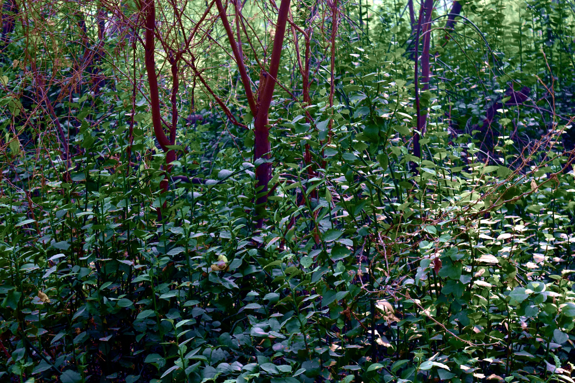 forest trees green free photo