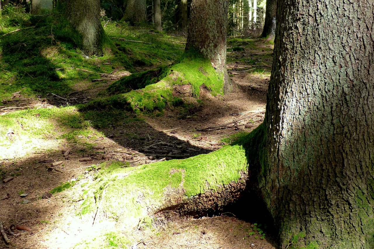 forest tree roots moss free photo
