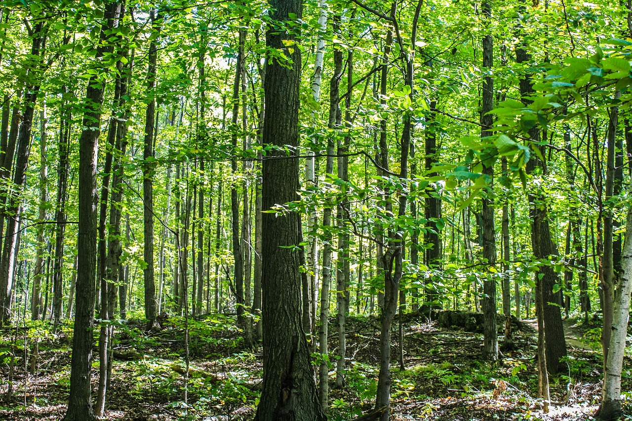 forest trees autumn free photo