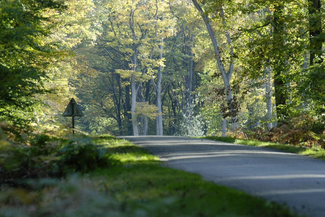 forest road nature free photo