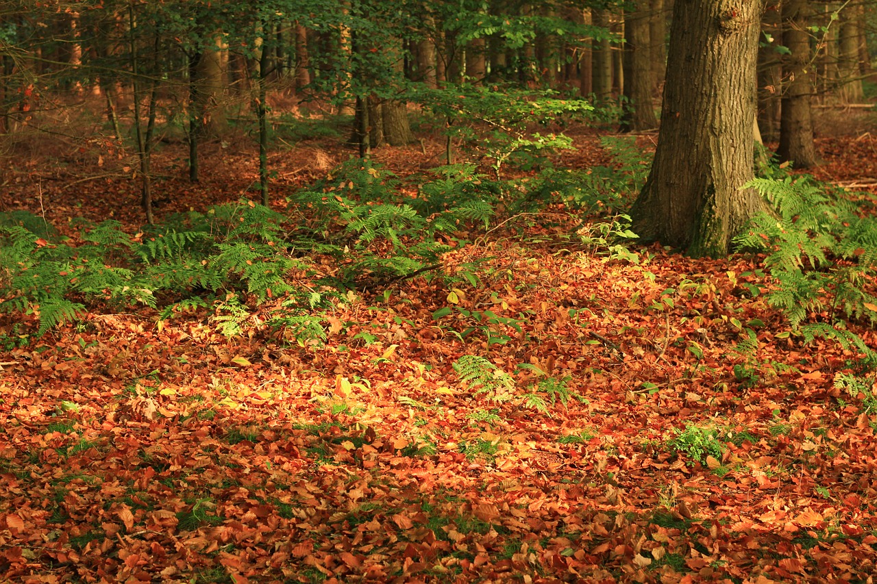 forest leaves autumn free photo