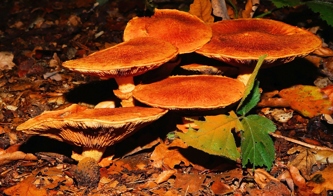 forest mushrooms forest floor free photo