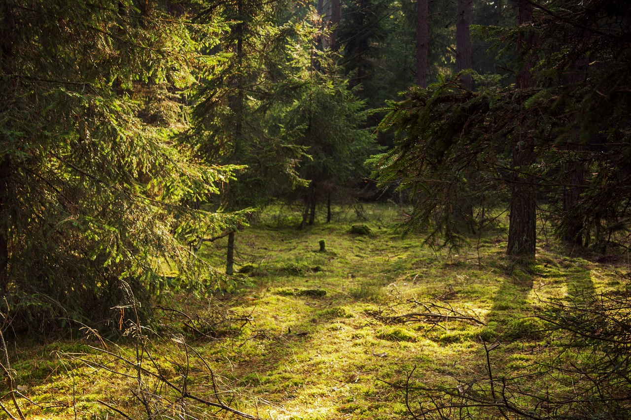 forest spruce tree free photo