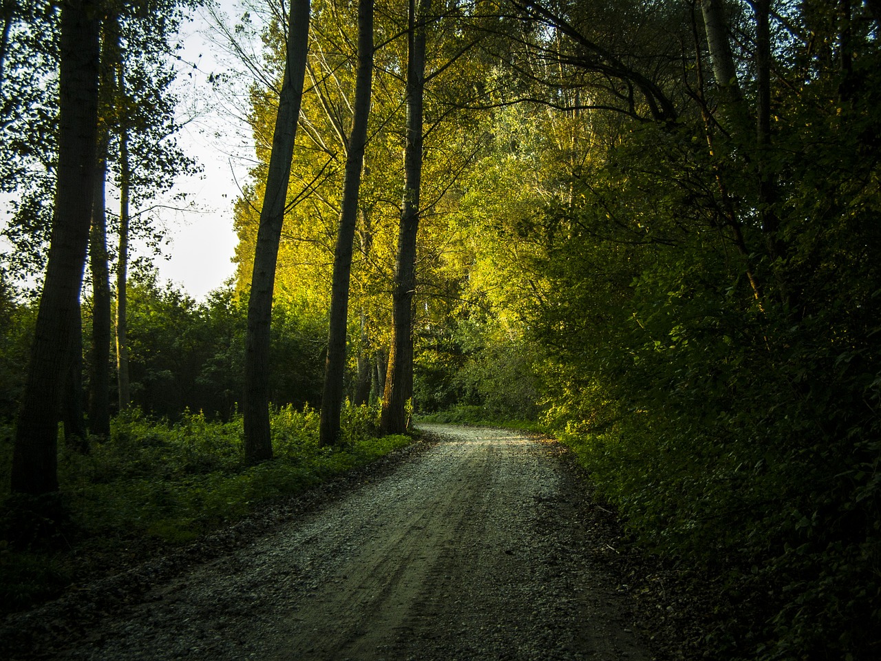 forest autumn nature free photo