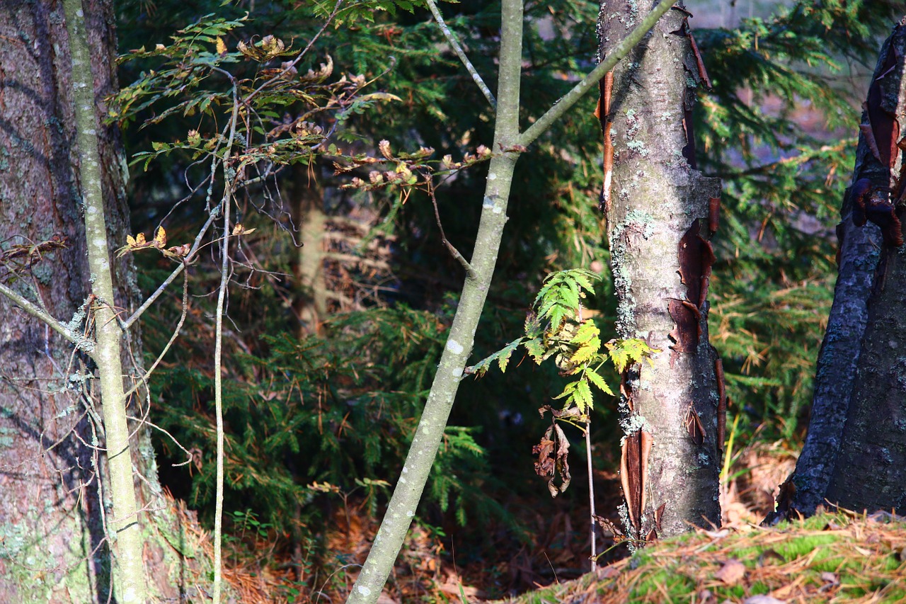 forest autumn finnish free photo