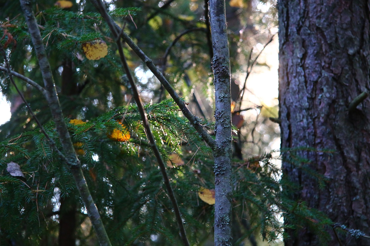 forest autumn finnish free photo