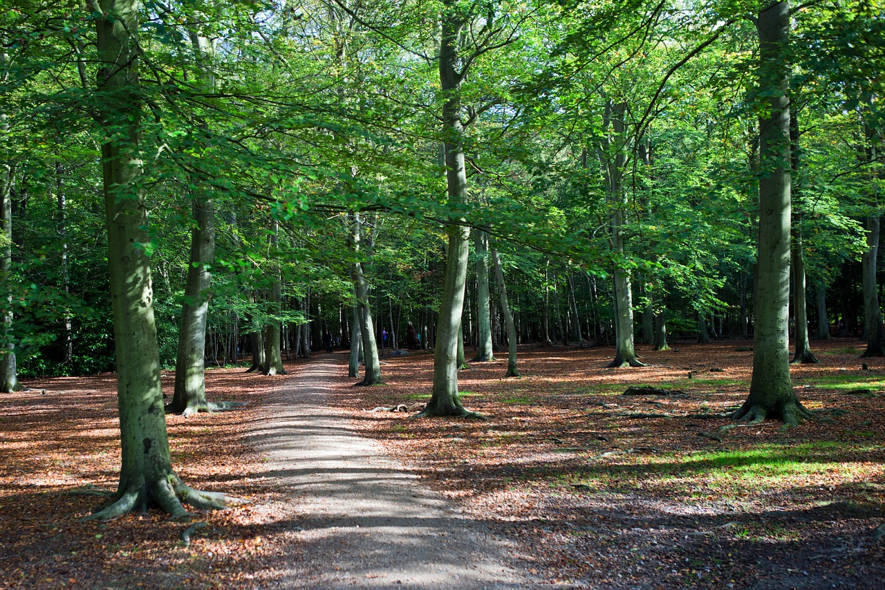 forest woodland path autumn free photo