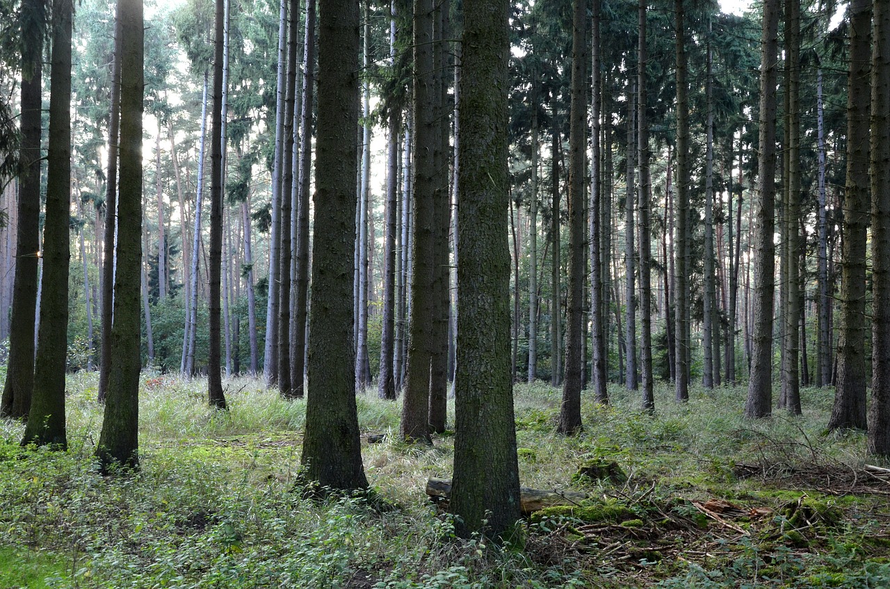 forest coniferous forest trees free photo