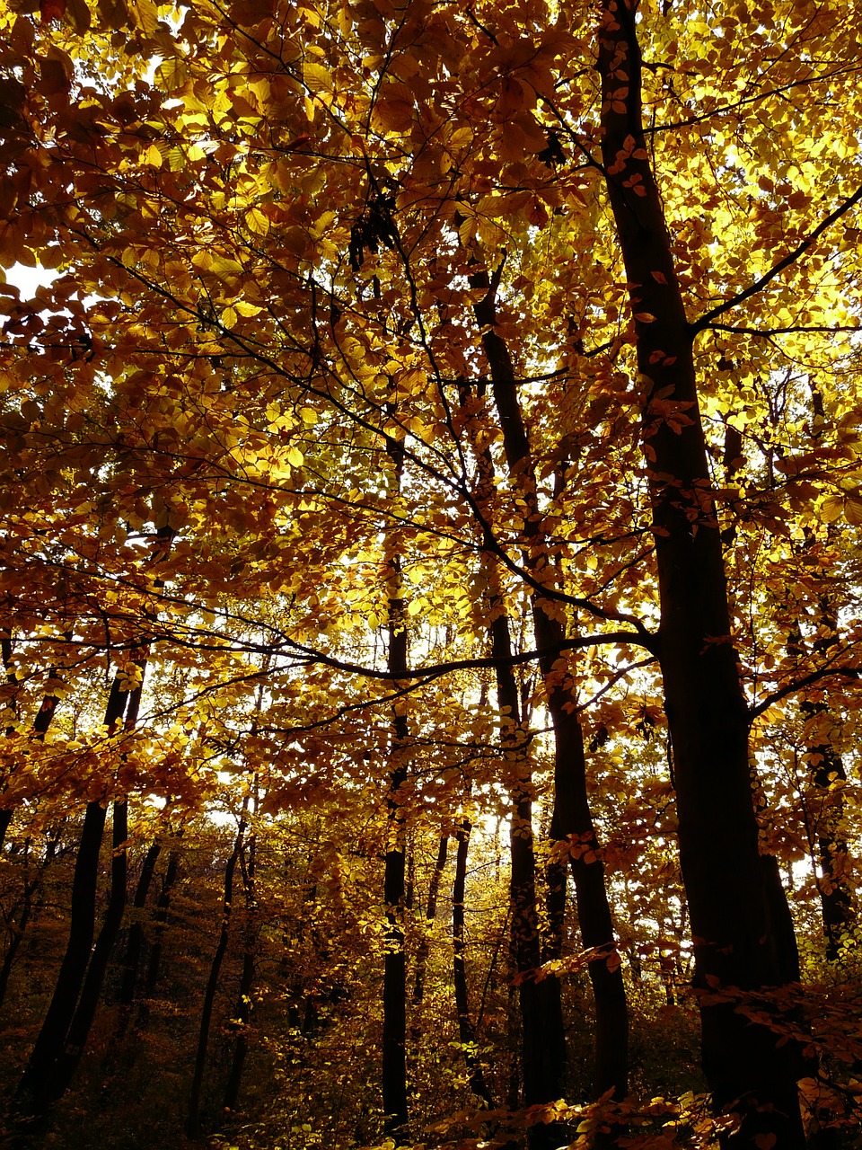 forest autumn fall free photo