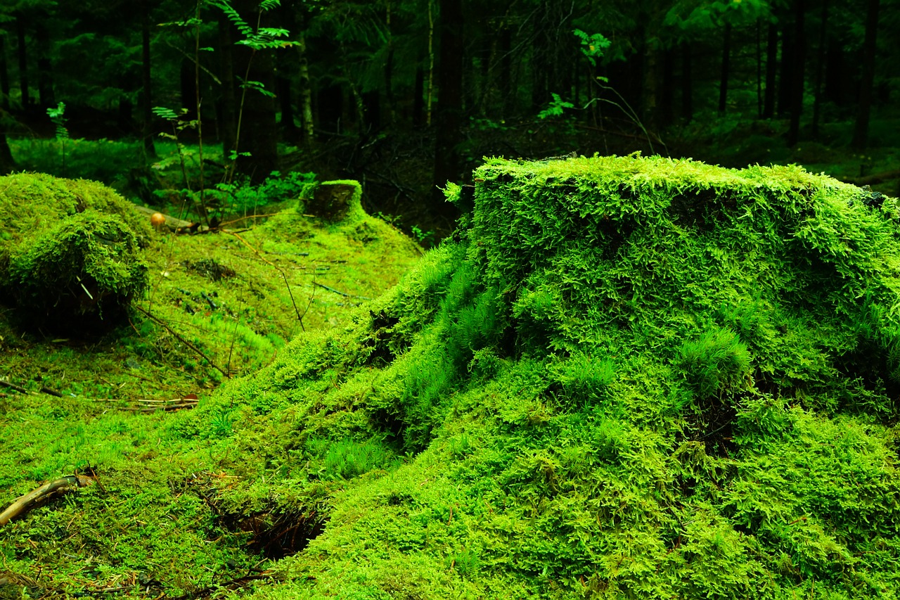 forest moss norway free photo