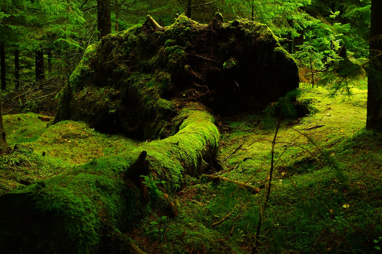 forest moss norway free photo