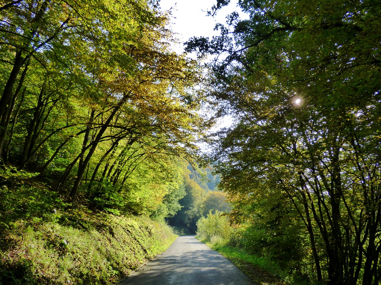 forest sunlight luxembourg free photo