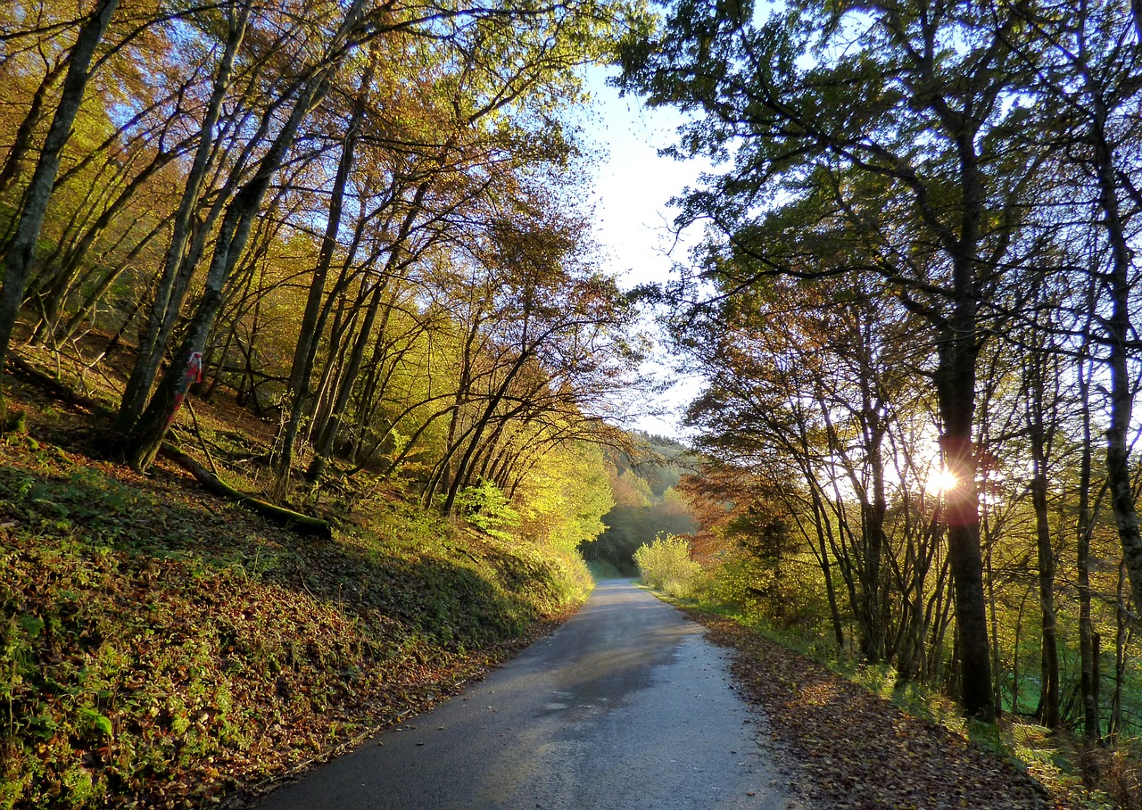 forest autumn lighting free photo