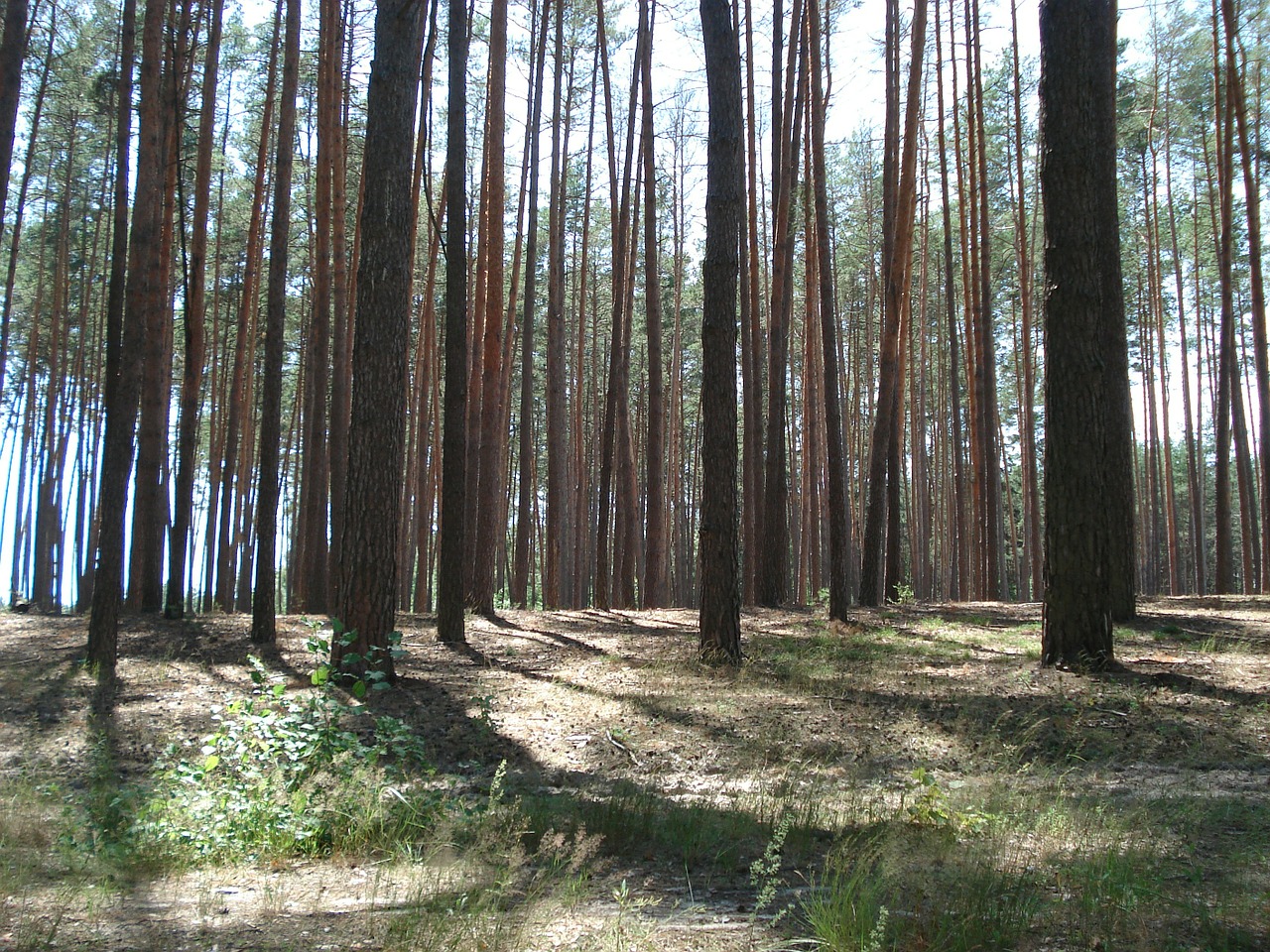 forest pine forest trees free photo