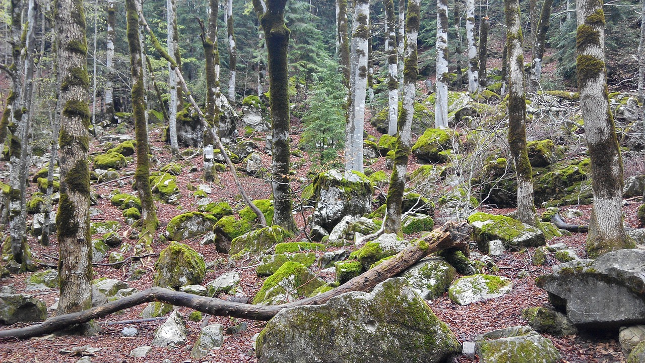 forest autumn stones free photo