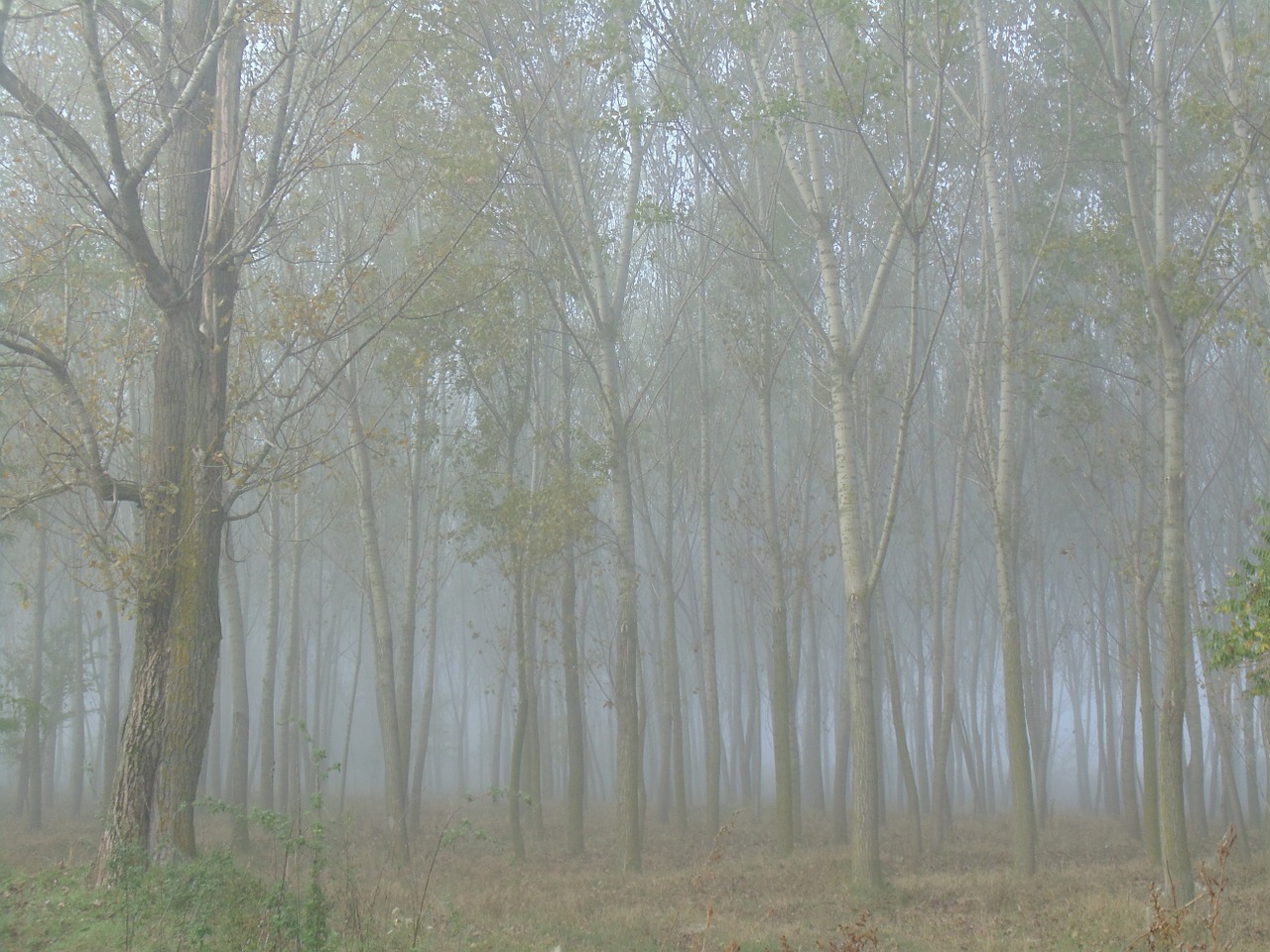 forest trees in the morning free photo