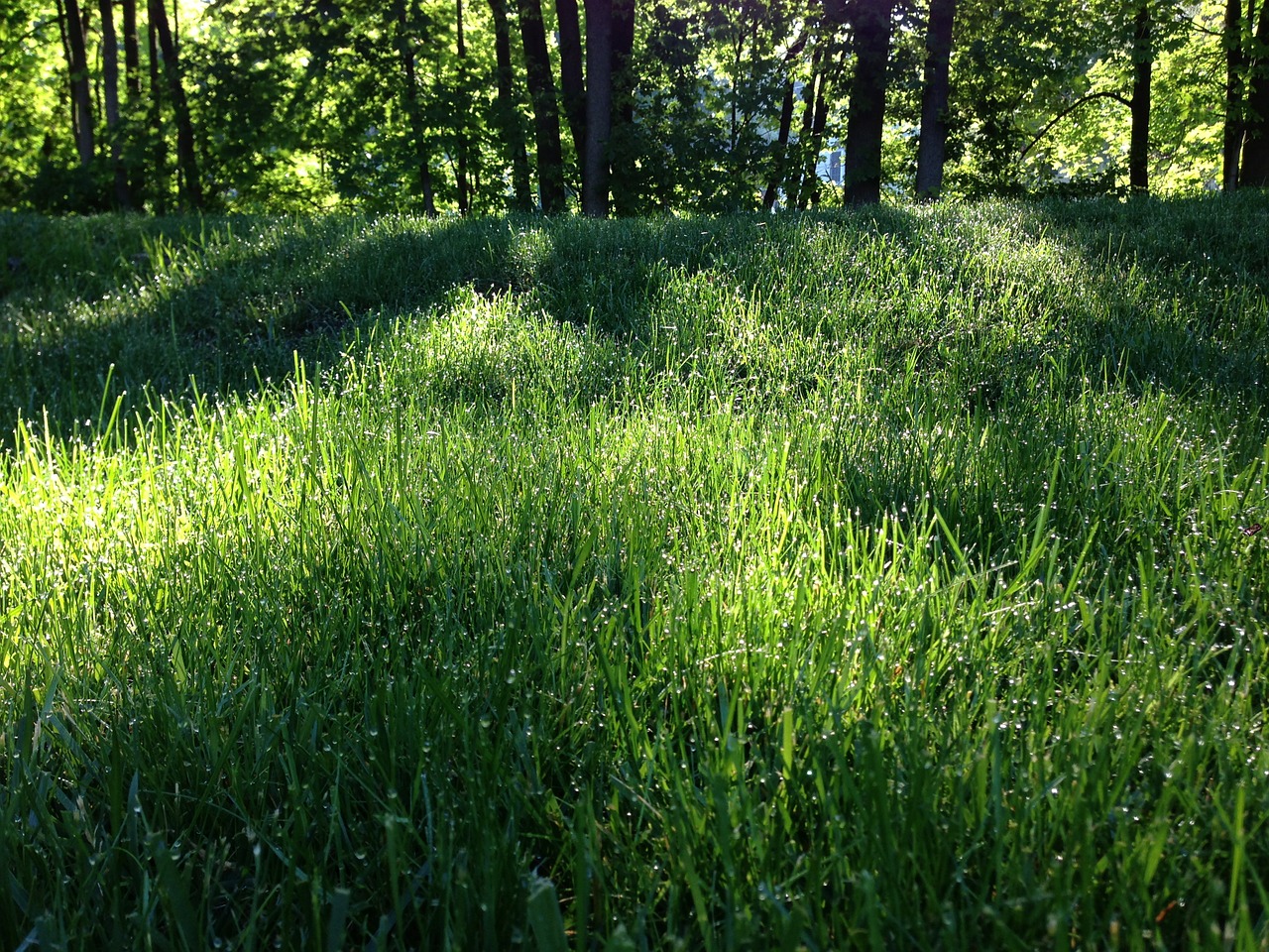 forest grass sunlight free photo