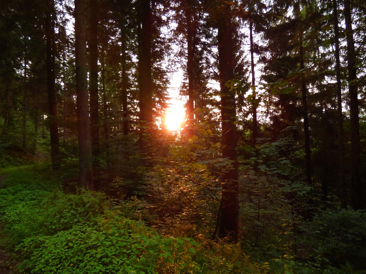 forest trees light beam free photo