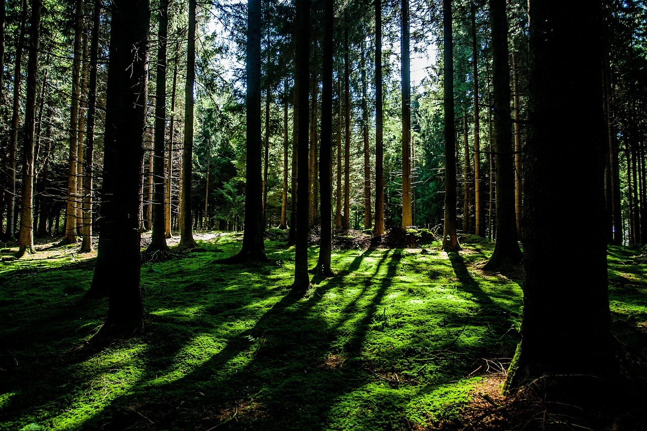 forest trees nature free photo