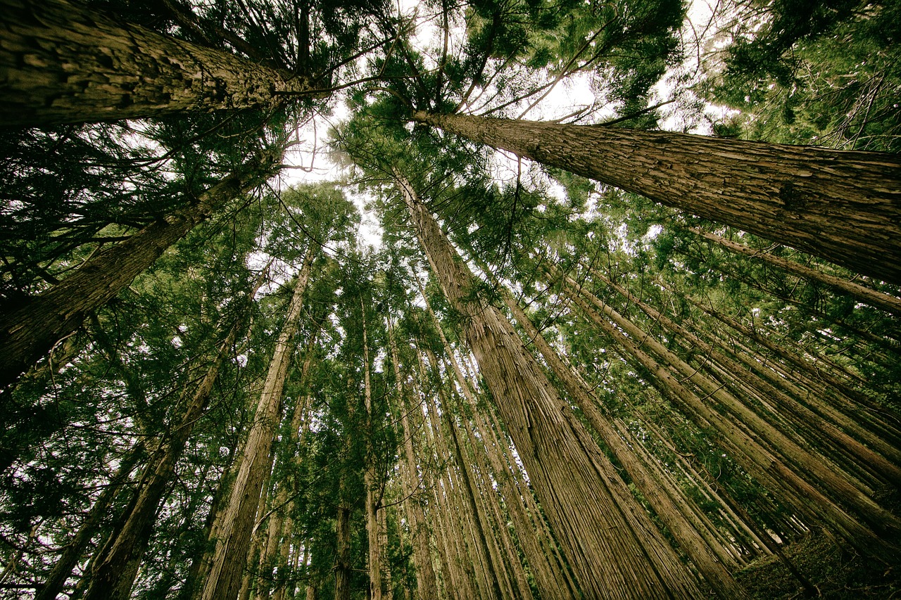 forest perspective tall free photo