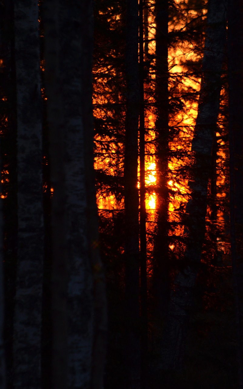 forest sunrise glow free photo