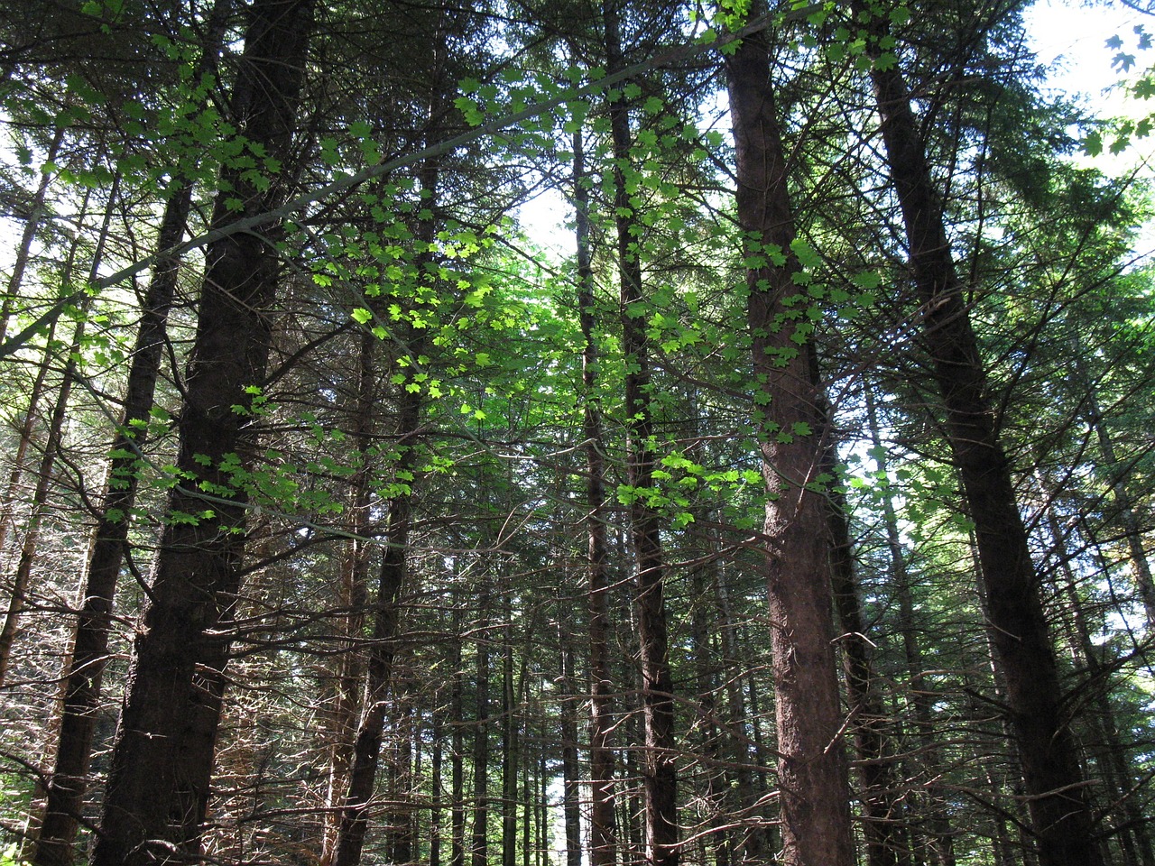 forest tree sunlight free photo