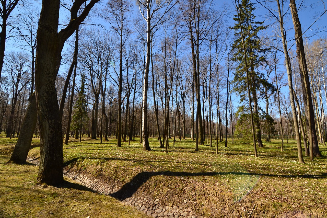 forest park trees free photo