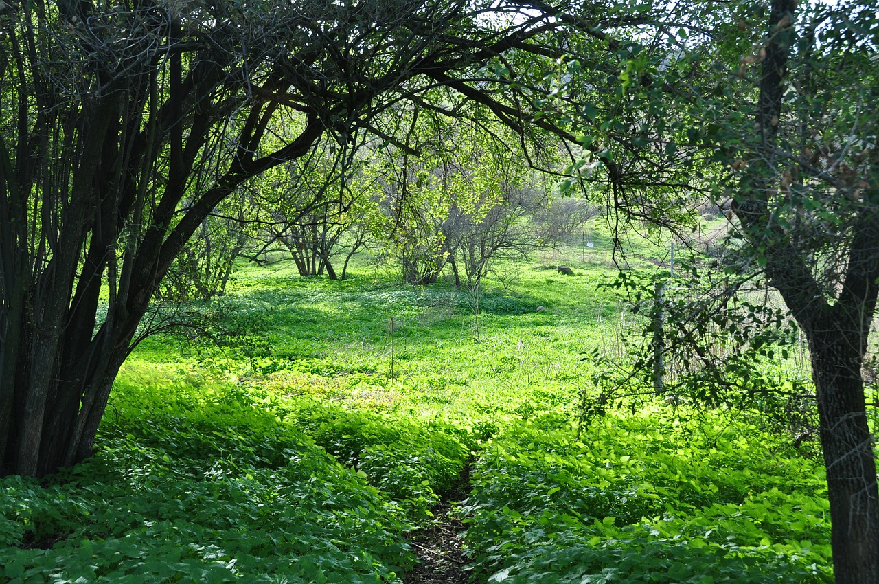 forest grass nature free photo