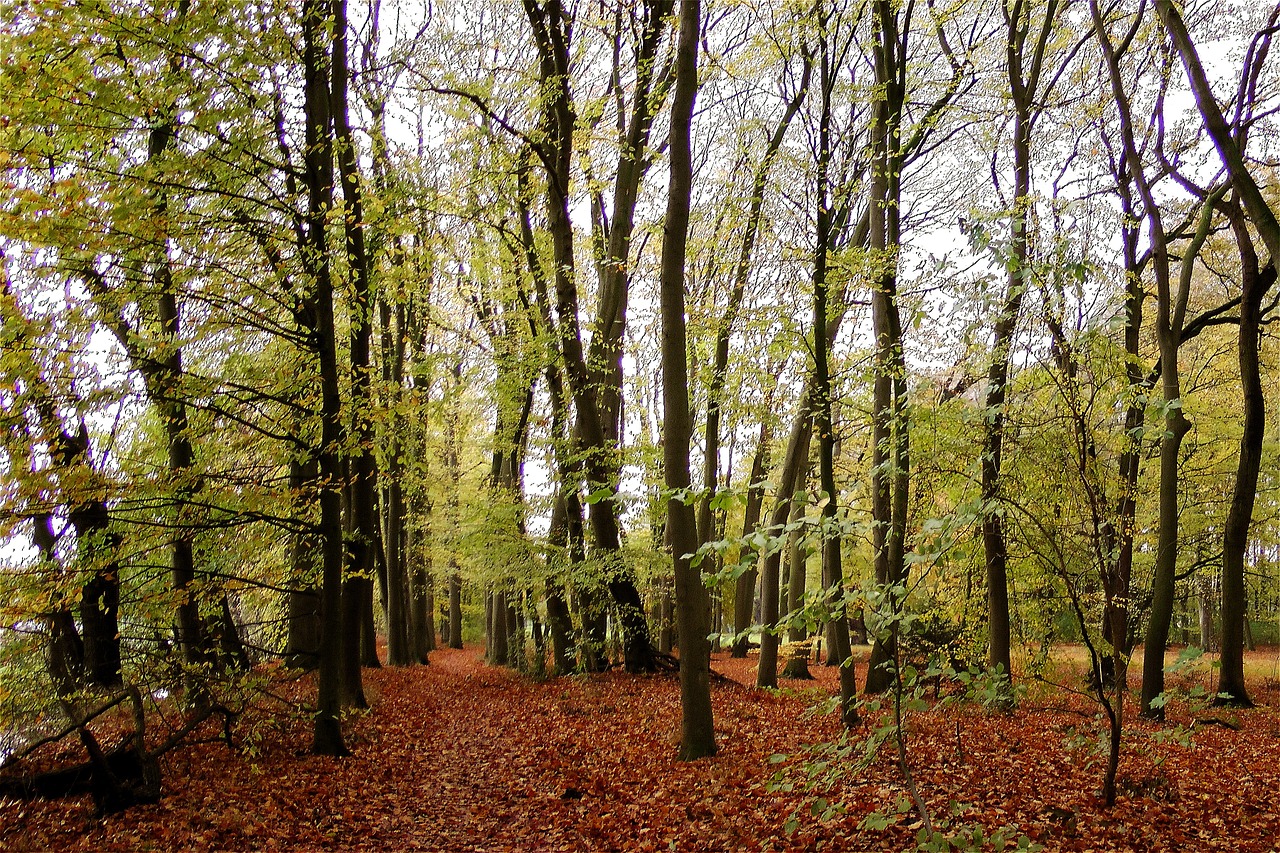 forest fall foliage nature free photo