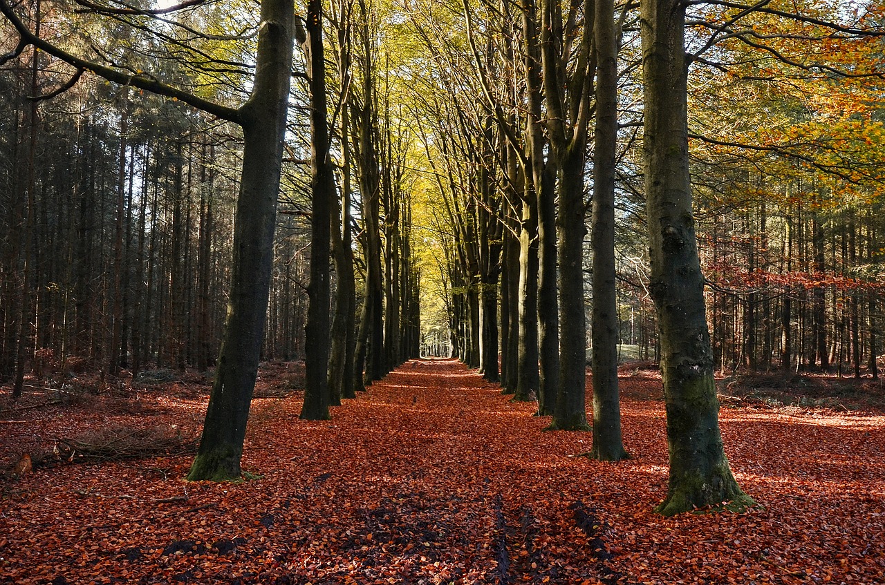 forest autumn trees free photo