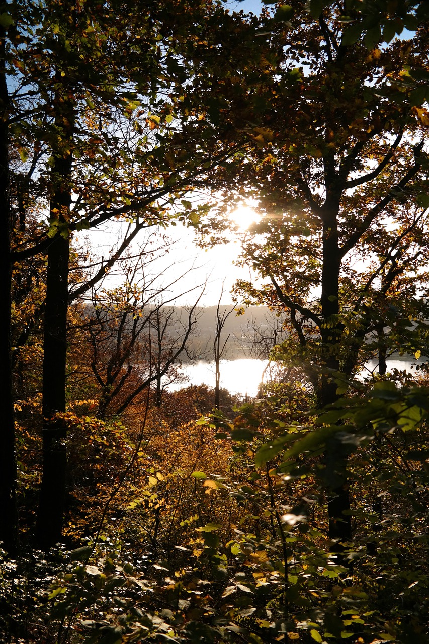 forest autumn sun free photo