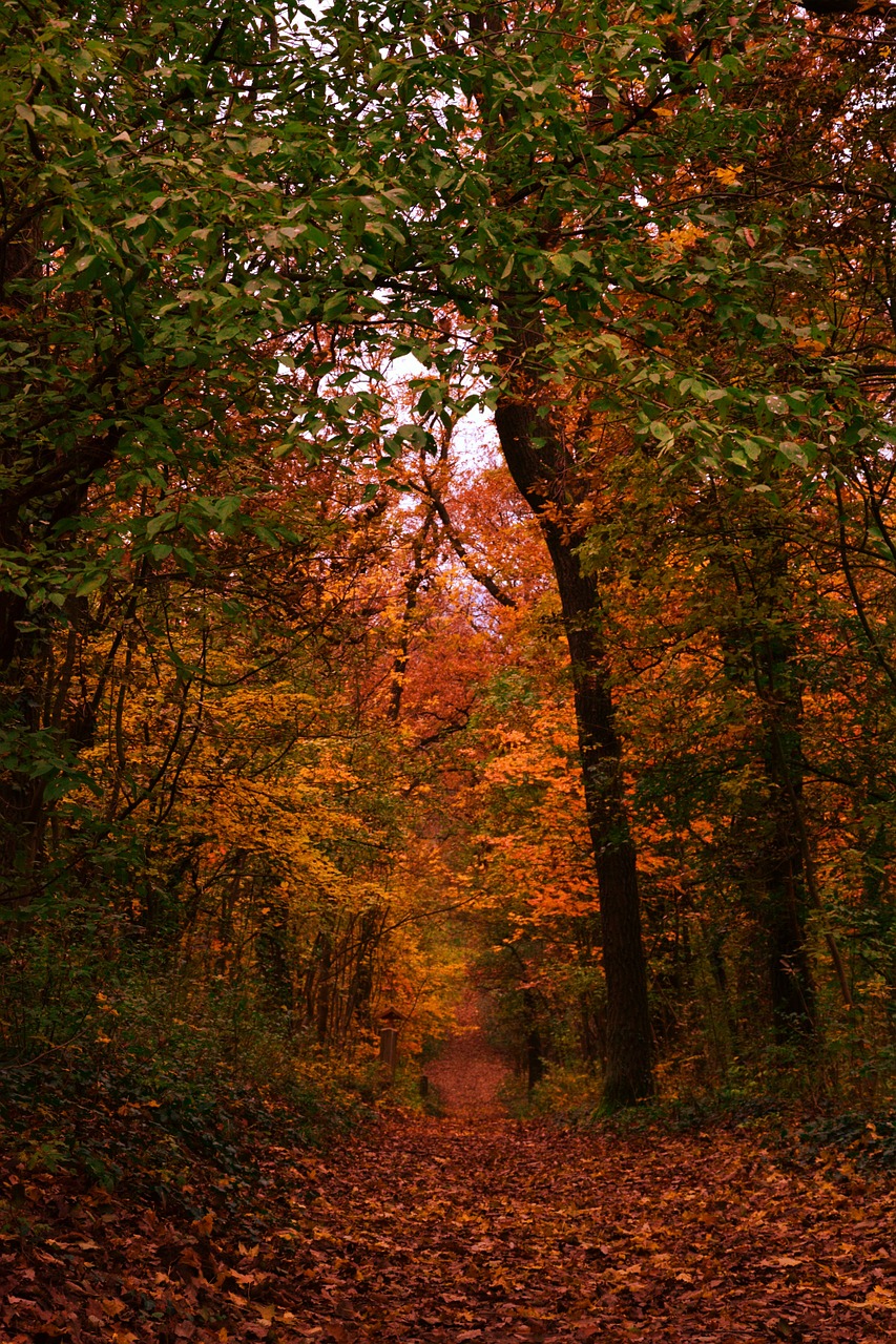 forest autumn leaves free photo