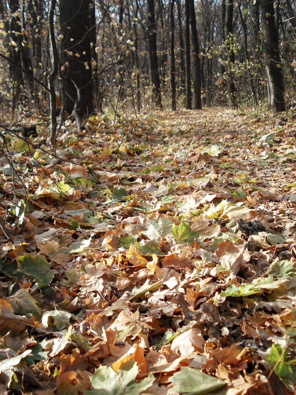 forest forest road autumn forest free photo