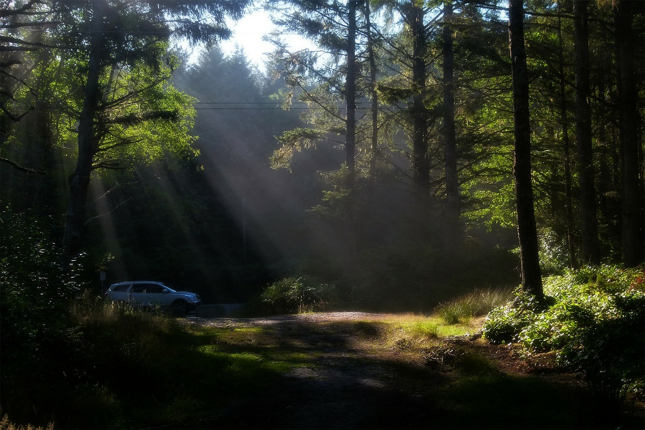 forest sunbeams early morning free photo