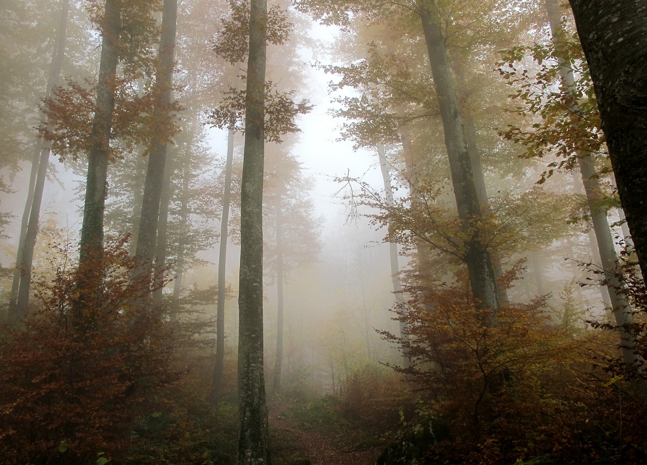 forest autumn leaves free photo