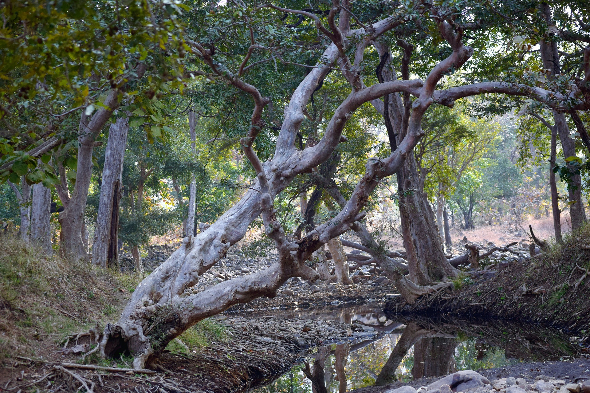 forest trees nature free photo