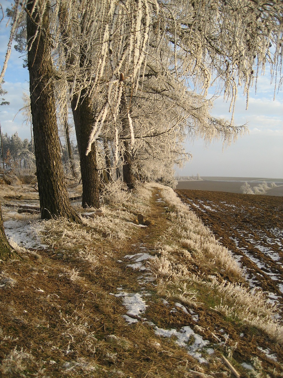 forest winter ice free photo