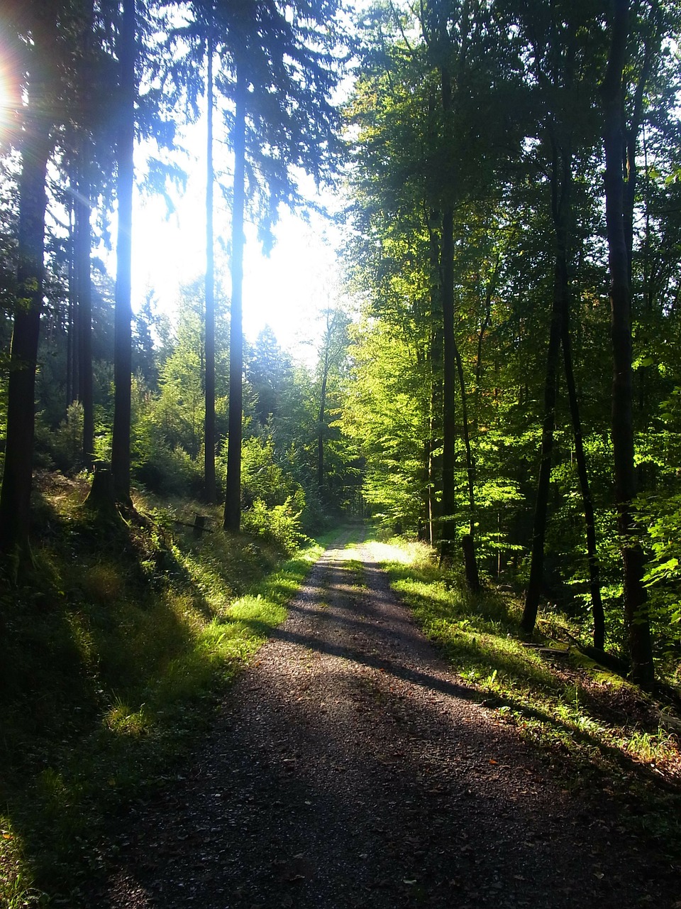 forest shadow trees free photo