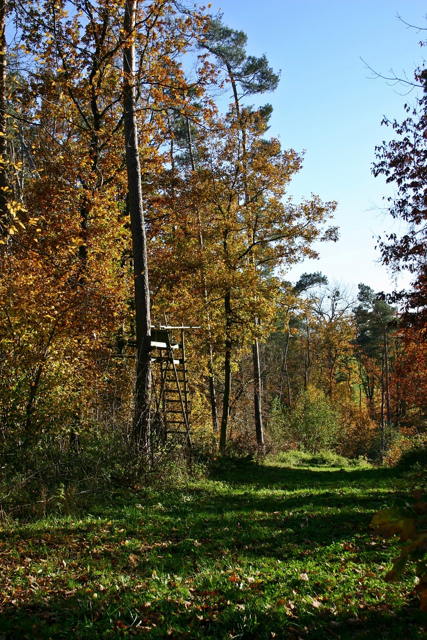 forest autumn nature free photo