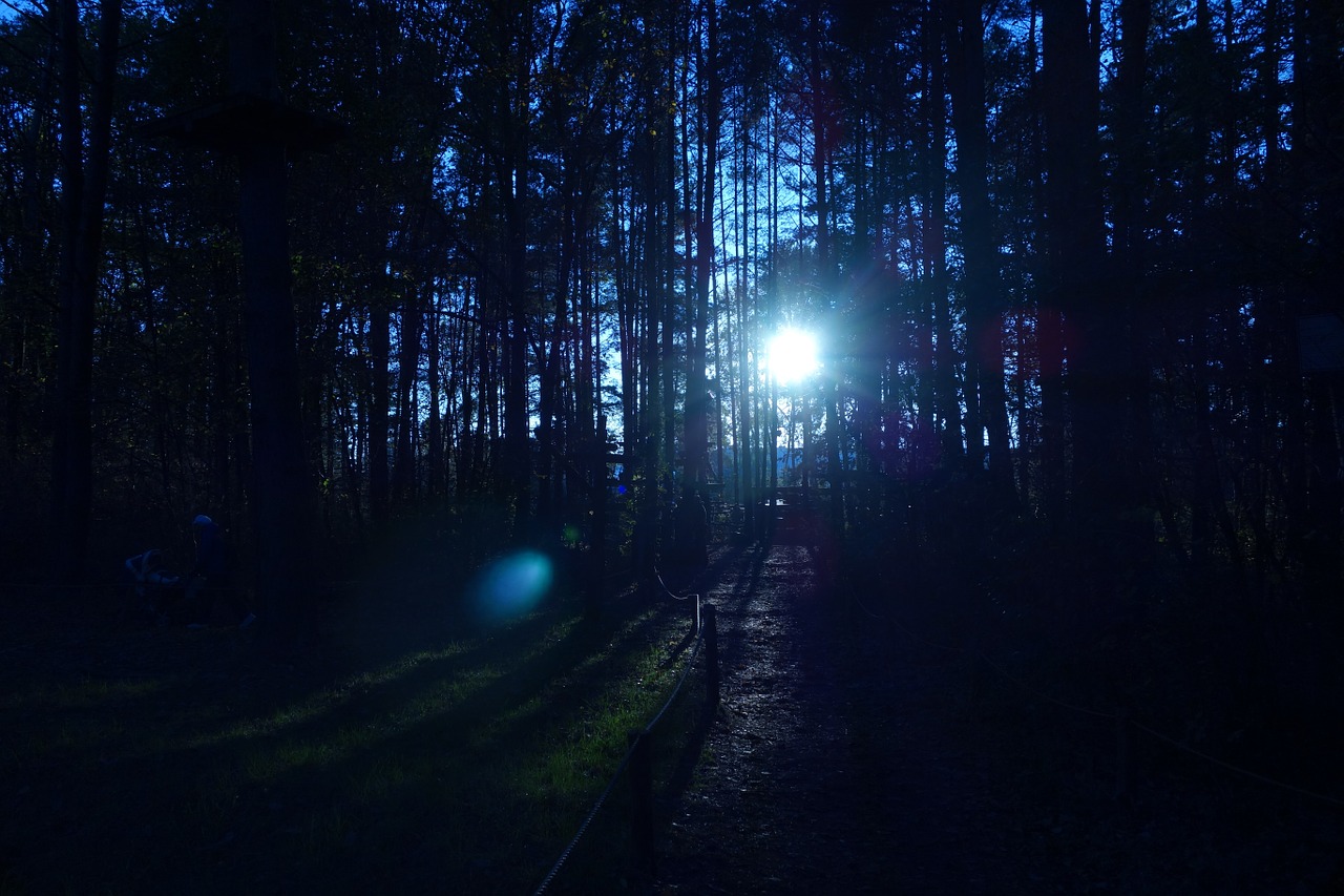 forest trees sunrays free photo