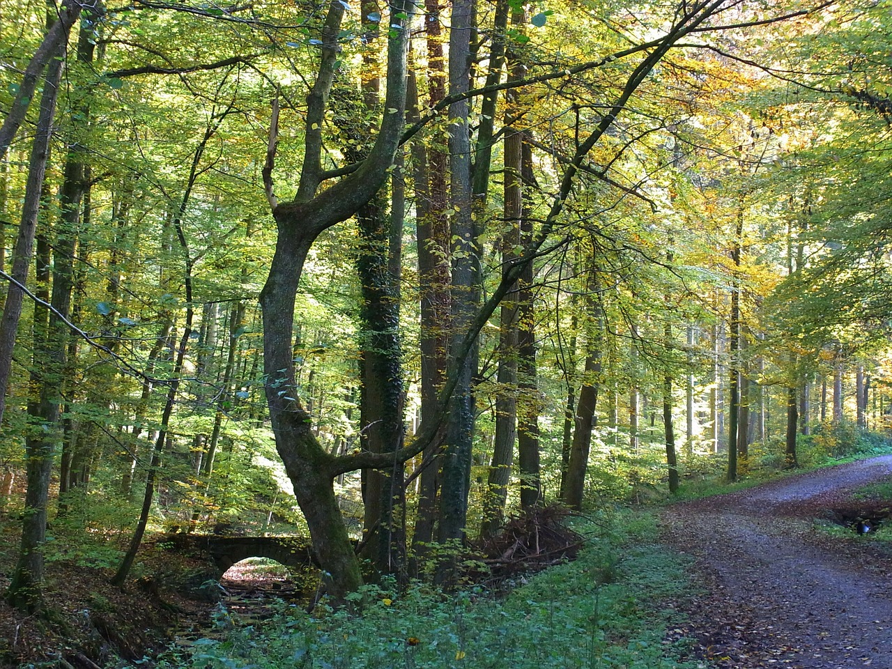 forest nature tree environment free photo