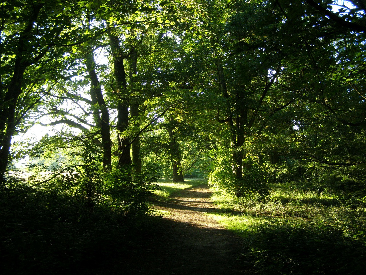 forest path landscape free photo