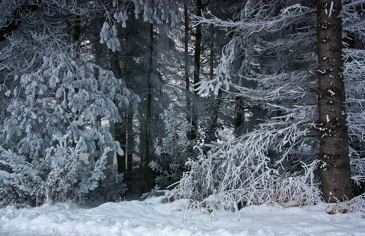 forest winter snow free photo