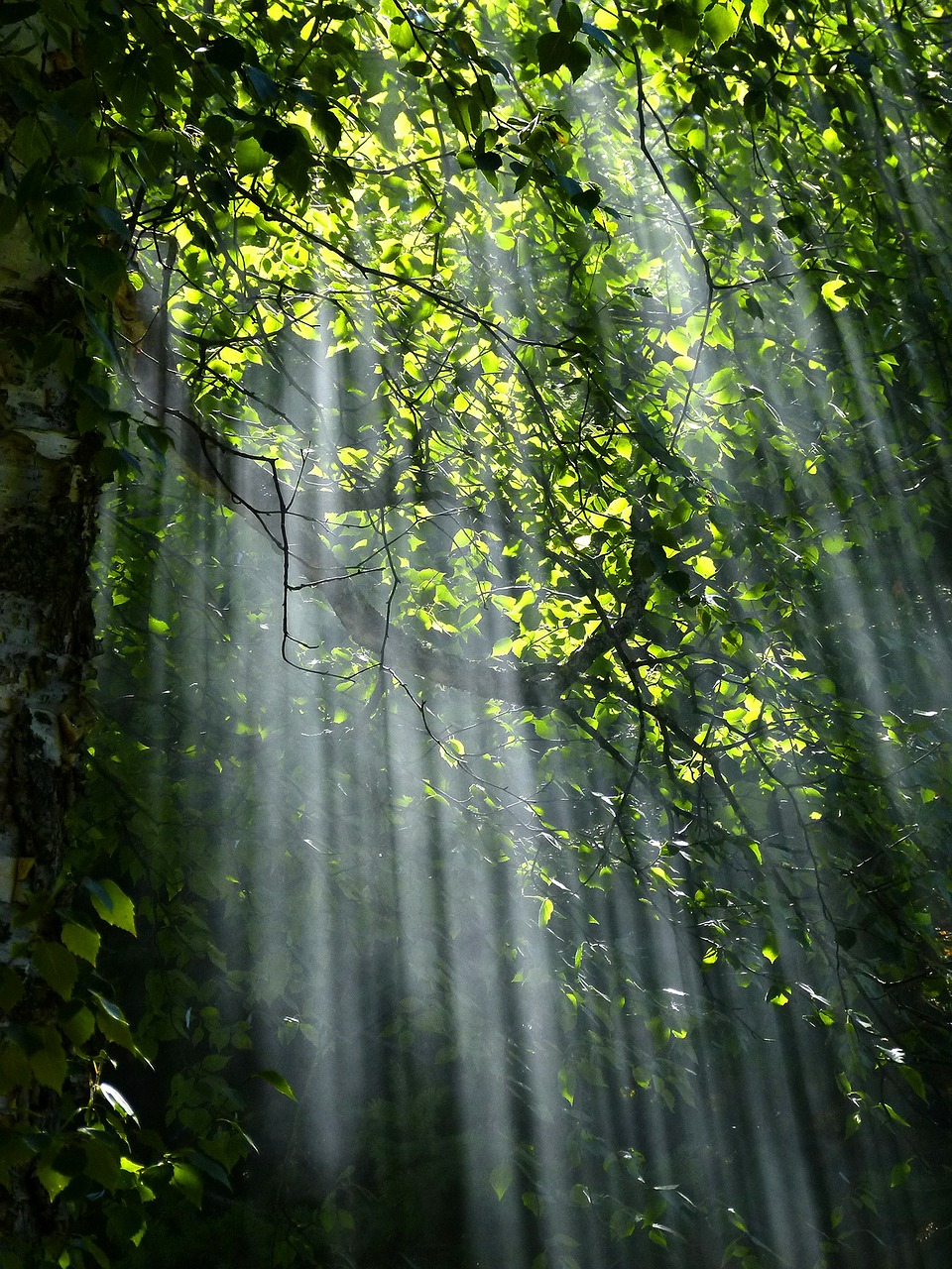 forest sunbeams trees free photo